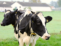 Обладнання для великої рогатої худоби Обладнання для великої рогатої худоби