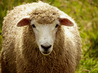 Обладнання для утримання овець