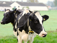 Обладнання для великої рогатої худоби