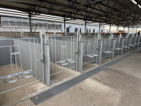 Maintenance of calves