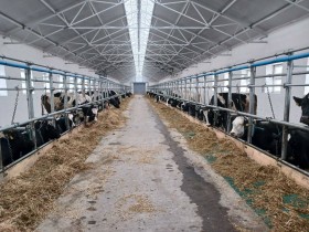 Стійломісце для прив'язного утримання ВРХ