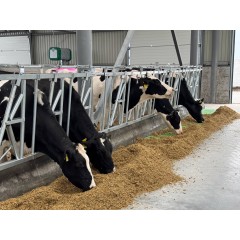 Хедлок (шийний фіксатор) тип Д